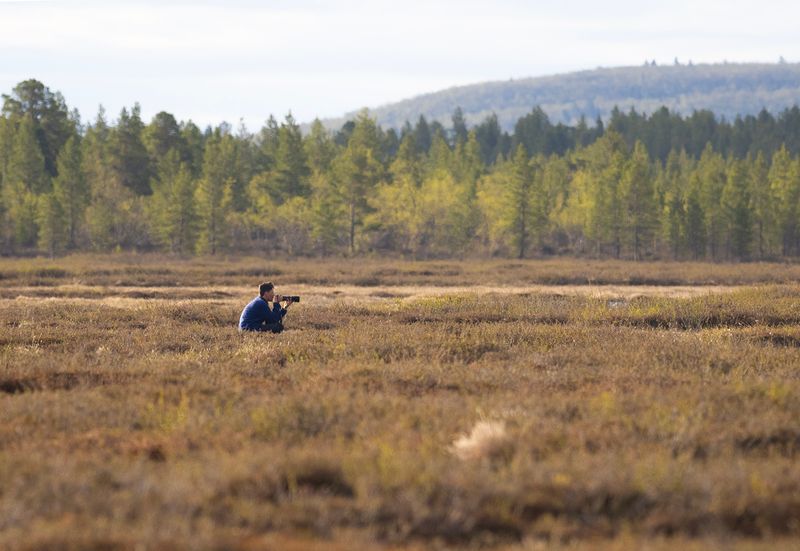 Måns spanar på myrsnäppor - Mannajärvi - Mannavouma, 1km norr om Outavaara