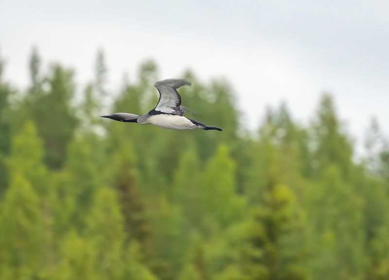 Storlom - Offersjön