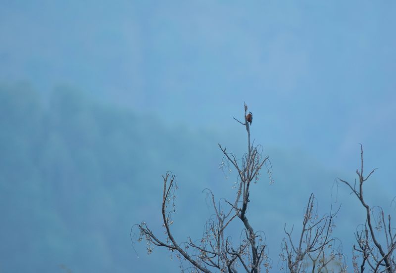 chestnut-bellied nuthatch, Sitta cinnamoventris, kanelntvcka  