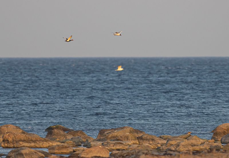 rödhuvad dykand, Sydudden, Utlängan