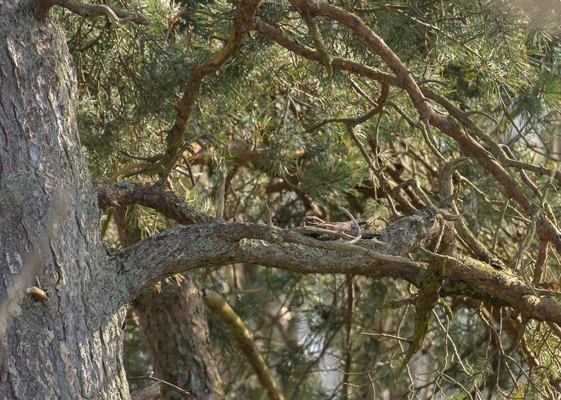 nattskärra, fårhagen, Byn, Utlängan
