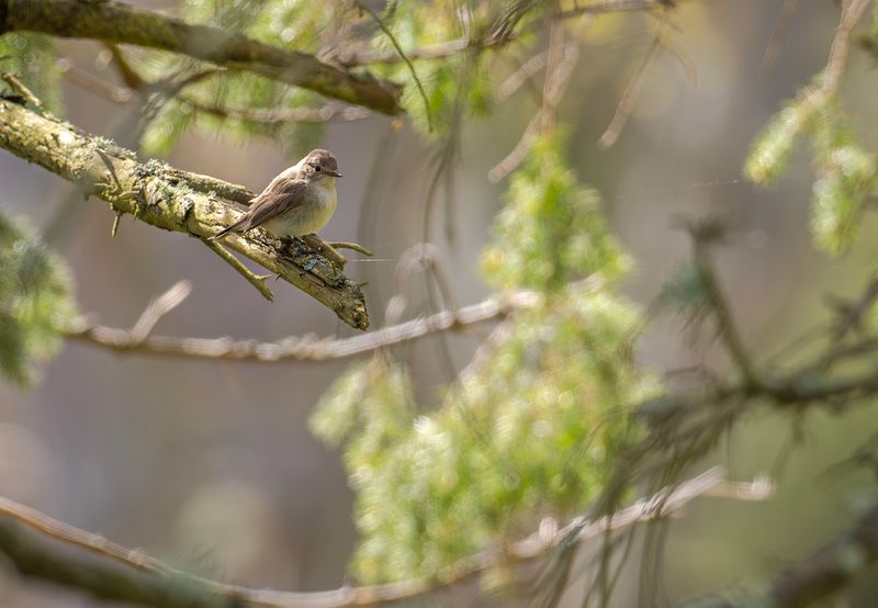 mindre flugsnappare, fårhagen, Utlängan