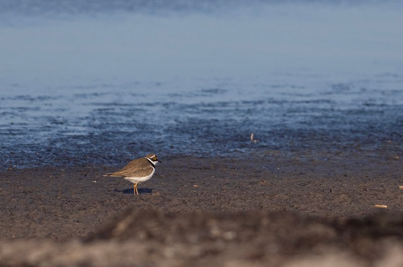 mindre strandpipare, Sydudden, Utlängan