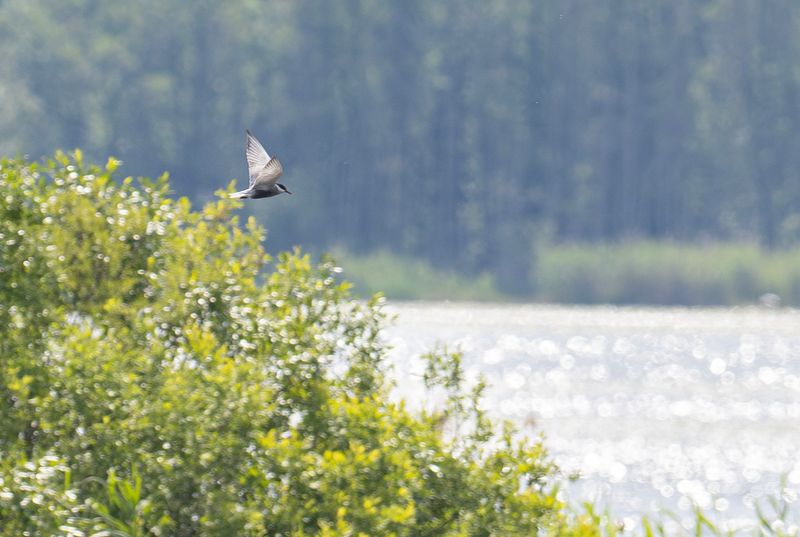 skäggtärna 4.jpg