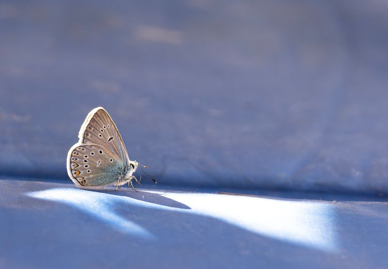 silverblvinge offersjn 