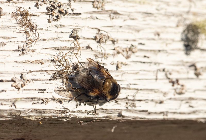 Humleblomfluga Offersjn