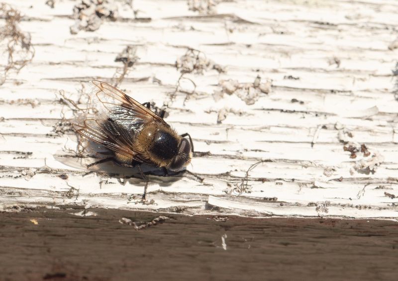 Humleblomfluga Offersjn