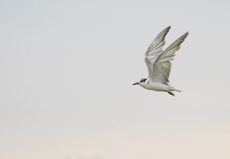 wiskered tern skggtrna 31 mars.jpg