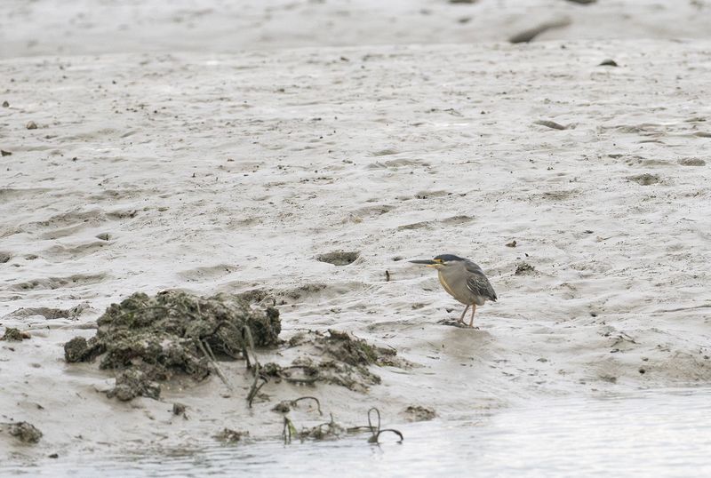 striated heron. 31 mars.jpg