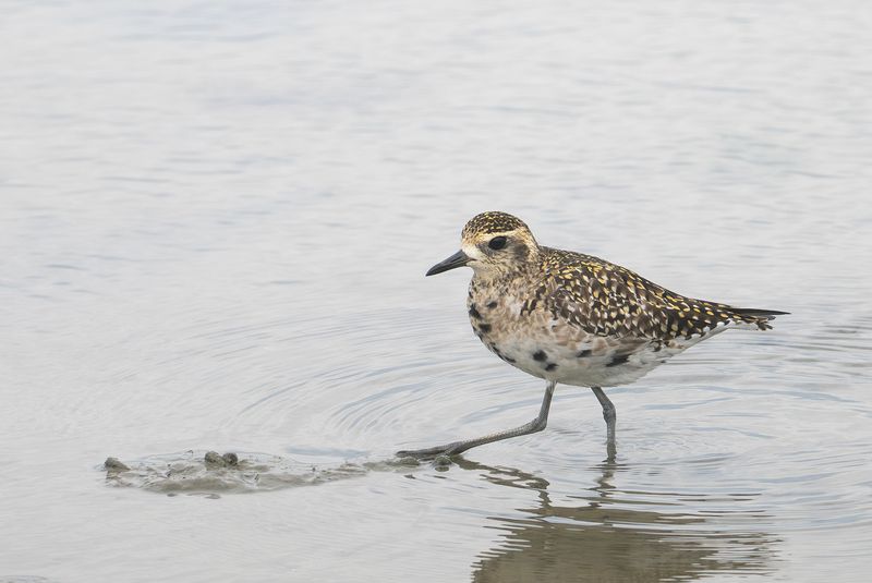 pacific golden plover.jpg
