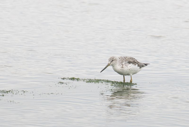 Nordmanns greenshank.jpg
