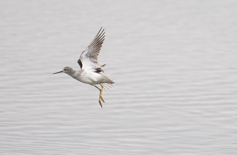 marsh sandpiper.jpg