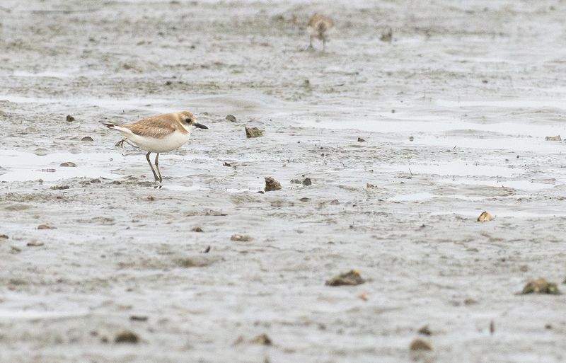 greater sandplover 31a mars kenpipare.jpg