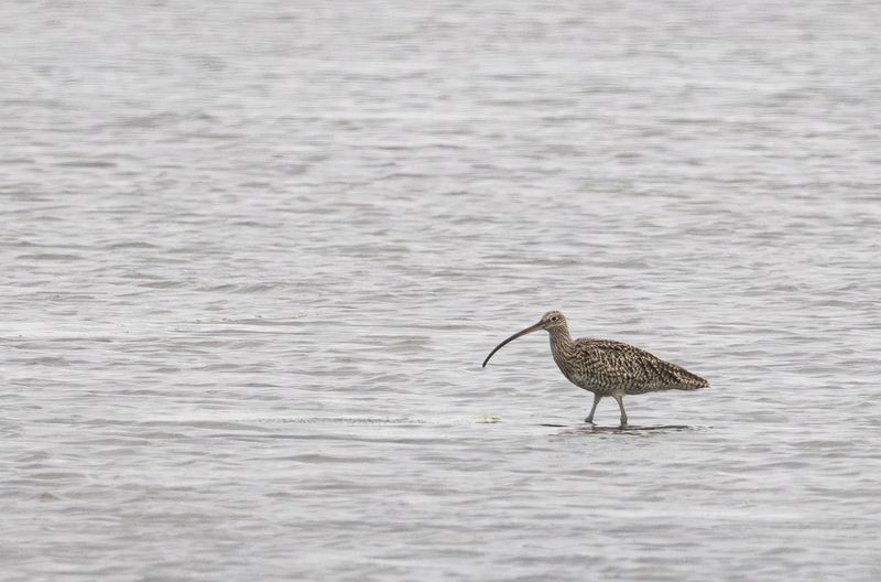 eastern curlew.jpg