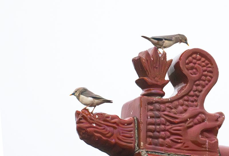 chestnut-tailed starling 31-a mars.jpg