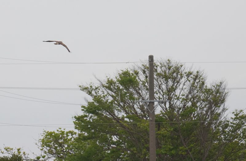 eastern marsh harrier.jpg