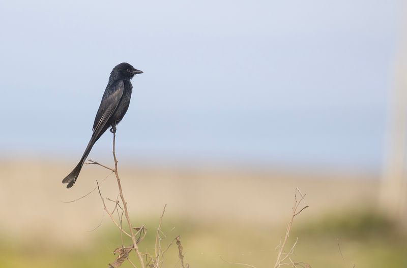 black drongo.jpg