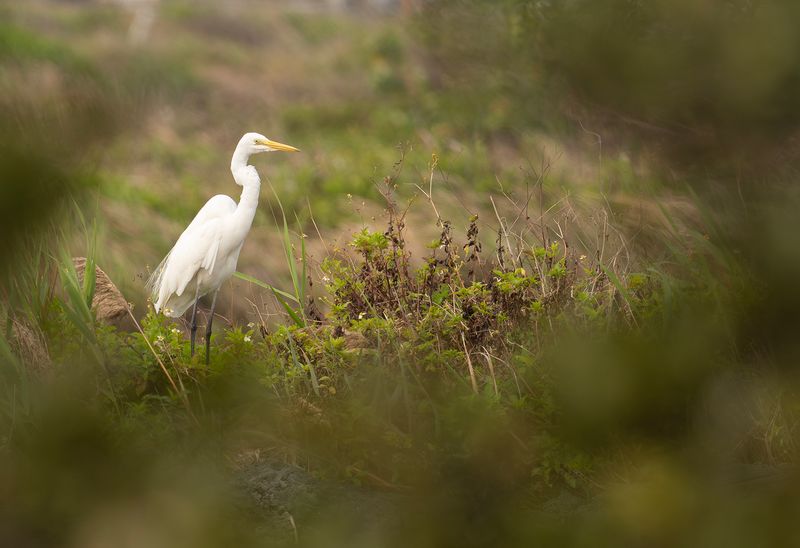 great egret.jpg