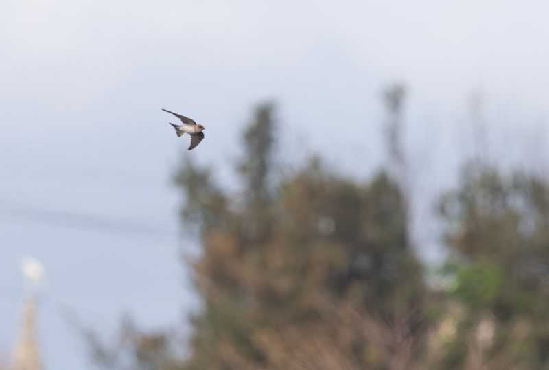grey throated martin.jpg