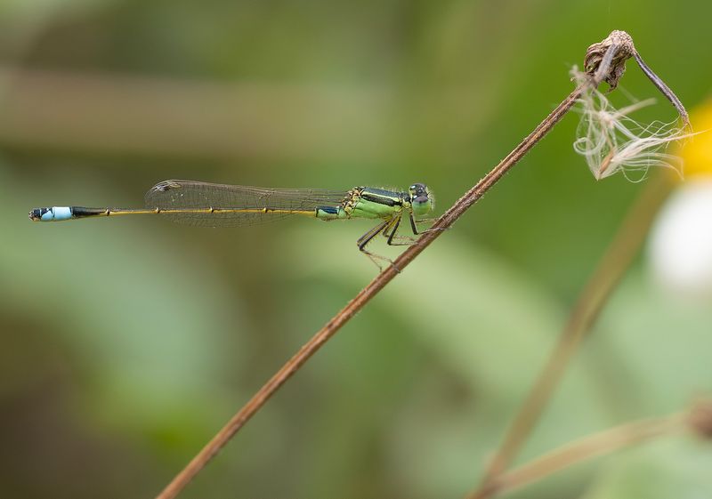 Ischnura senegalensis - Tropical Bluetail