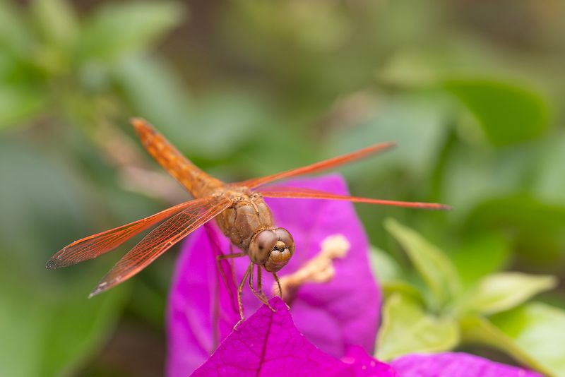 Brachythemis contaminata - Asian Amberwing
