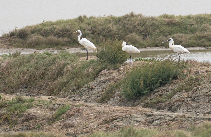 black-faced spoonbill.jpg