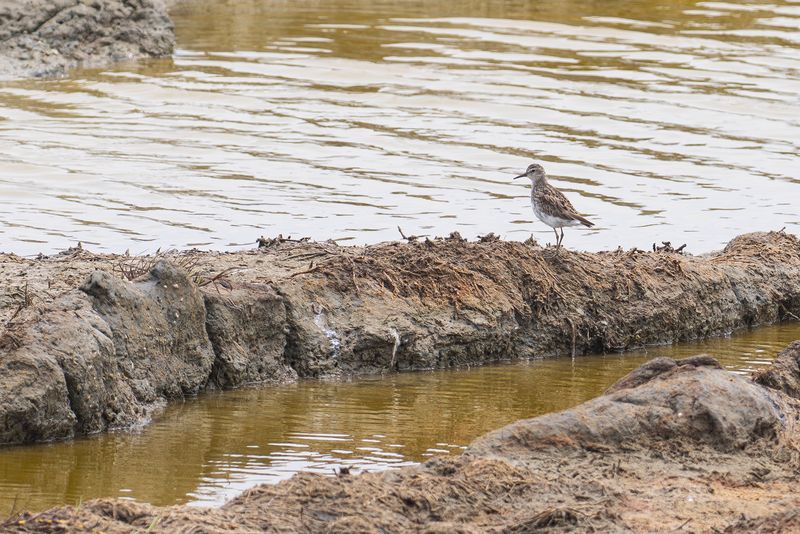 long-toed stint.jpg