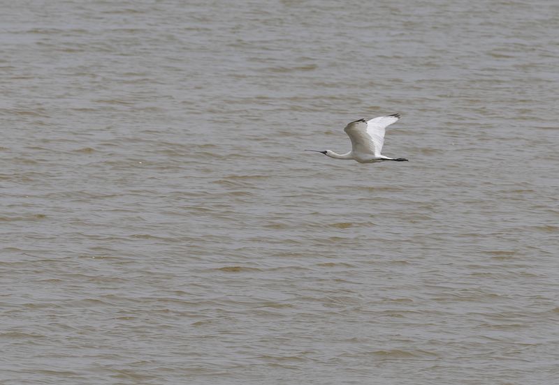 black-faced spoonbill 2.jpg