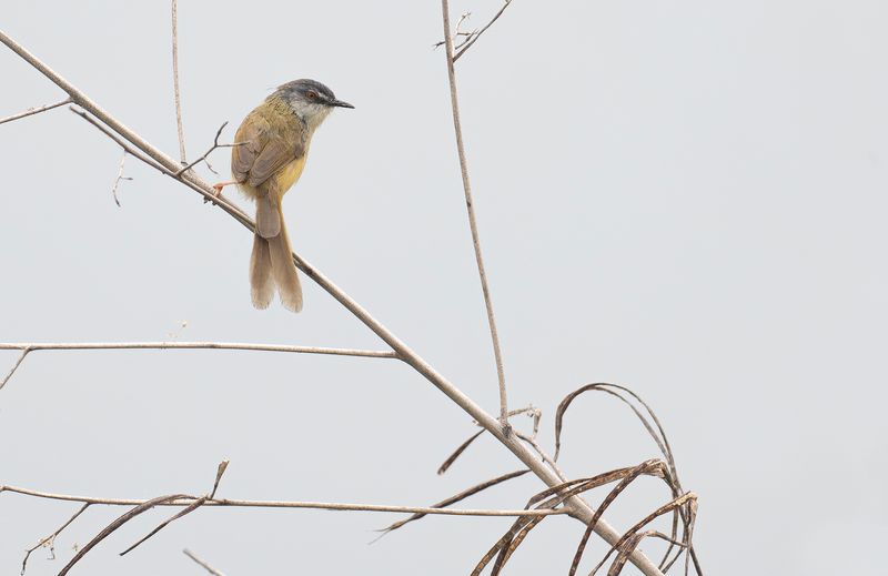 yellow bellied prinia.jpg