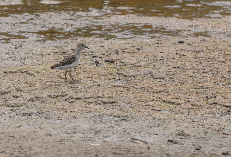 long-toed stint 2.jpg