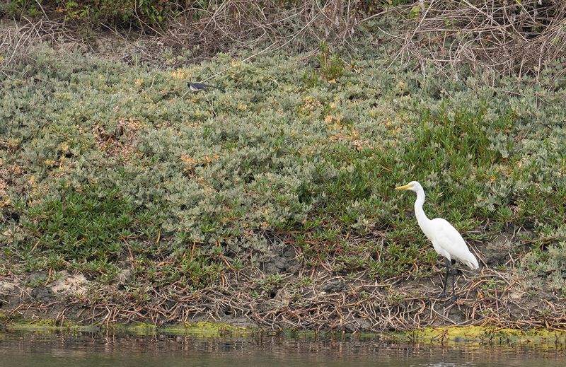 medium egret.jpg