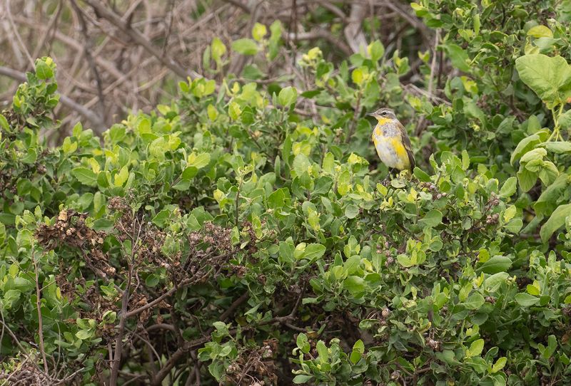 Easter Yellow Wagtail.jpg