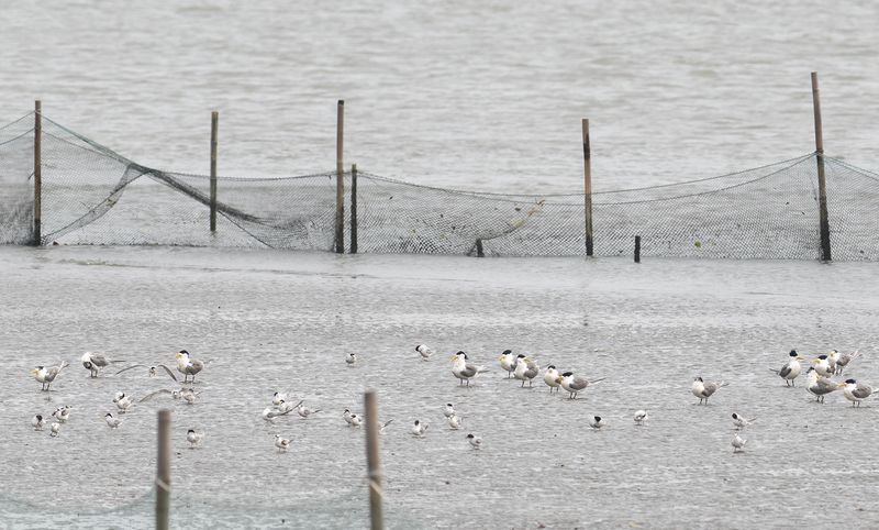 Greater crested tern and Little tern.jpg