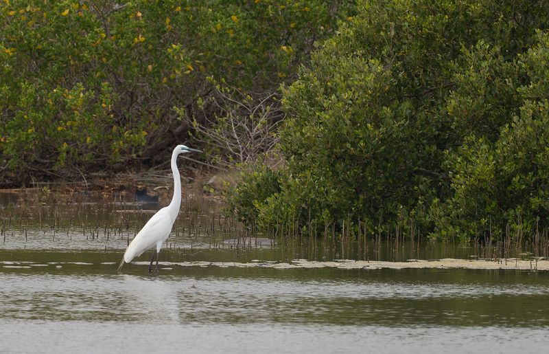 Eastern Great egret - Ardea alba modesta