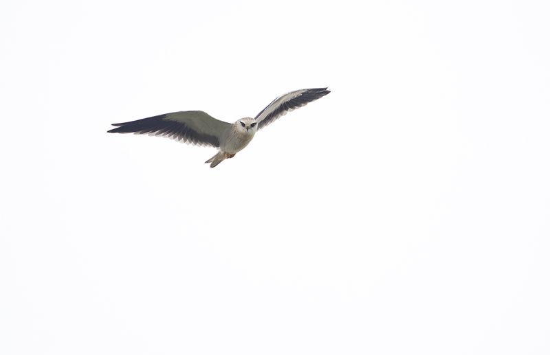 black-winged kite.jpg