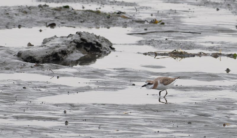greater sandplover kenpipare 2.jpg