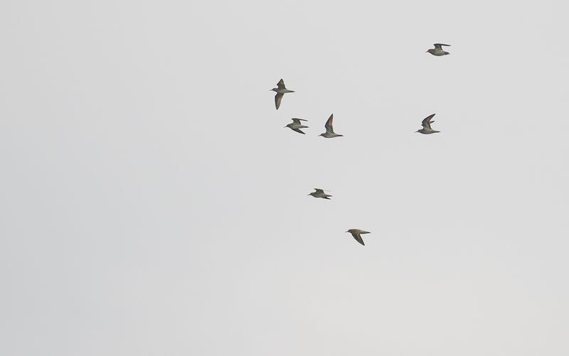 sharp-tailed sandpiper.jpg