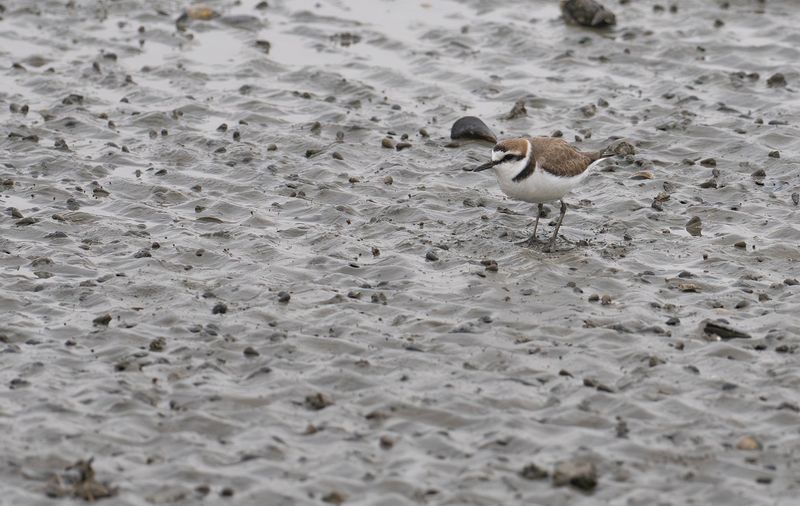 Kentish plover.jpg