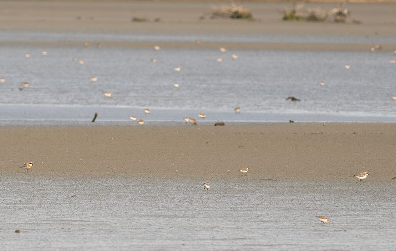 Tibetan Sandplover - Tibetpipare.jpg