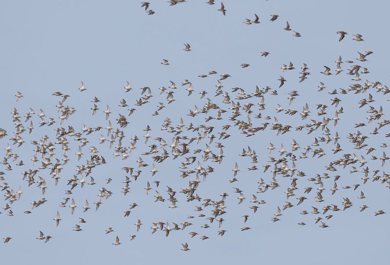 mixed Waders.jpg