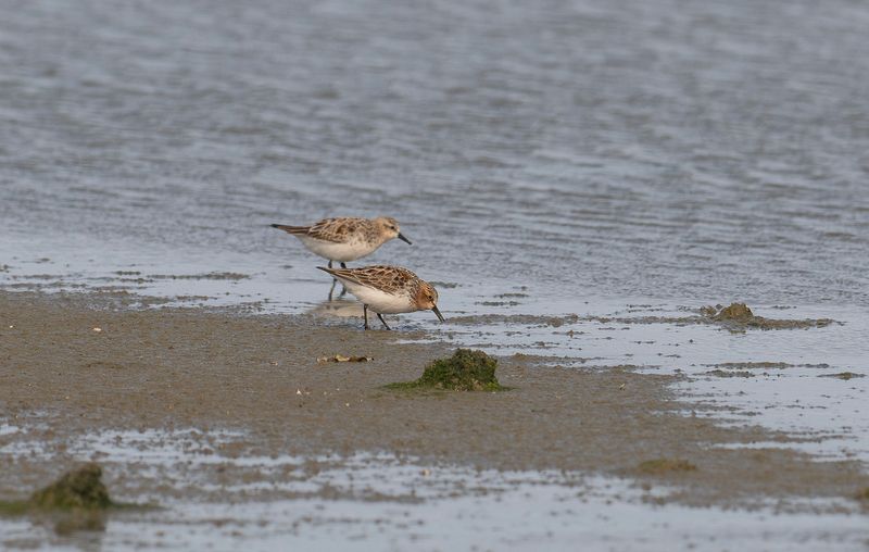 red-necked stint 2.jpg