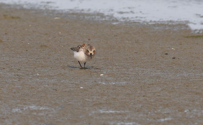 red-necked stint 3.jpg