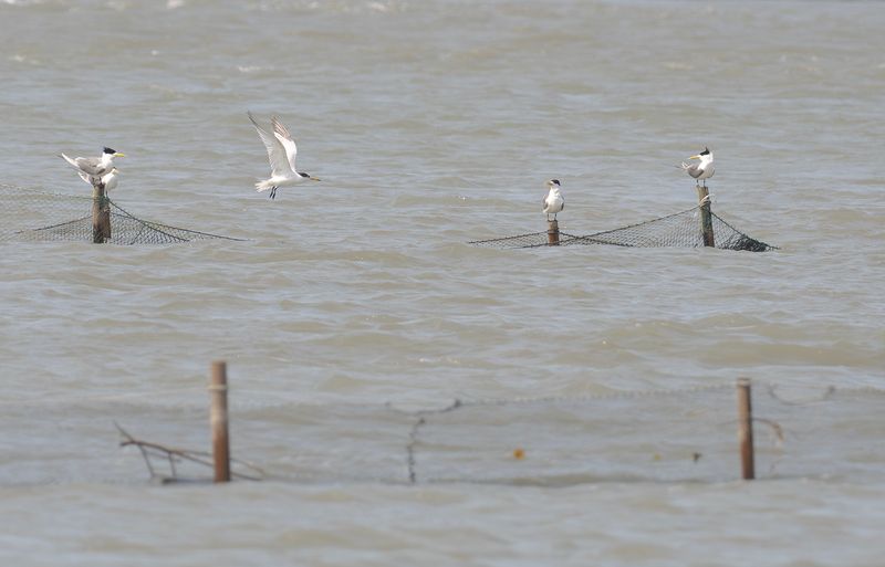 Chinese crested tern (Thalasseus bernsteini) Mingtrna 2.jpg