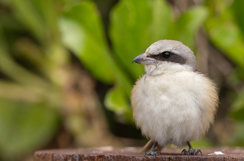 Brown Shrike - Brun trnskata.jpg