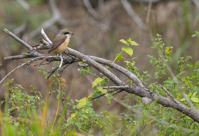 Brown Shrike - Brun trnskata 2.jpg