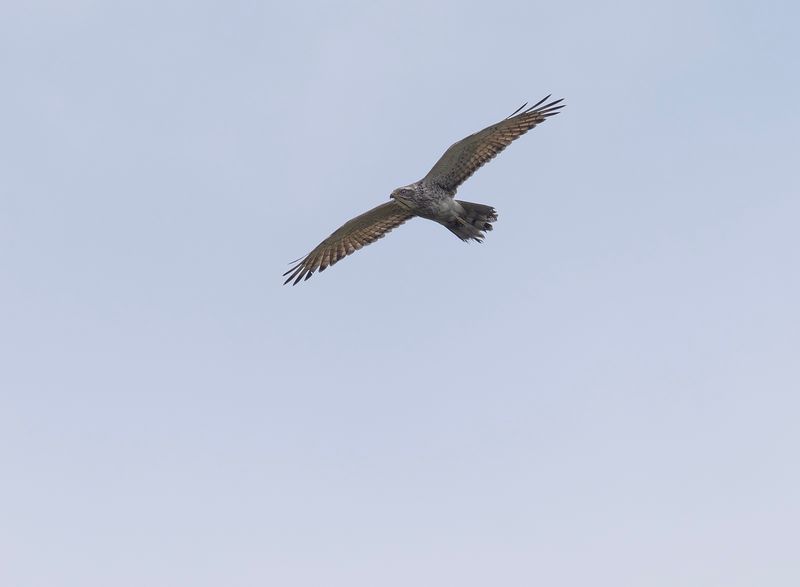 grey-faced buzzard- Butastur indicus - GRkindad vrk 2.jpg
