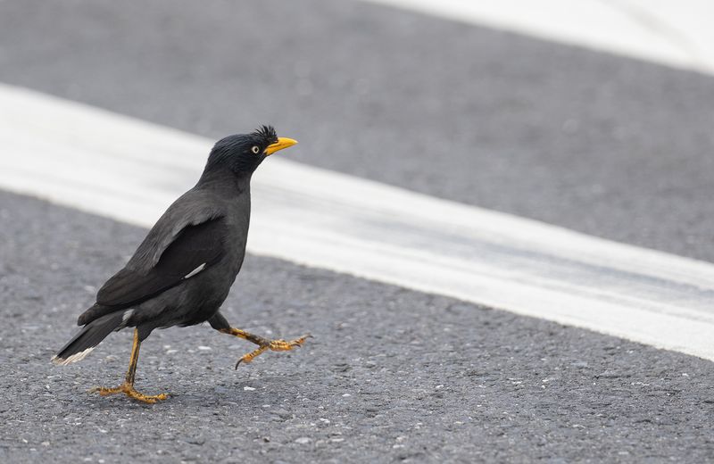 javan myna - Javamajna.jpg