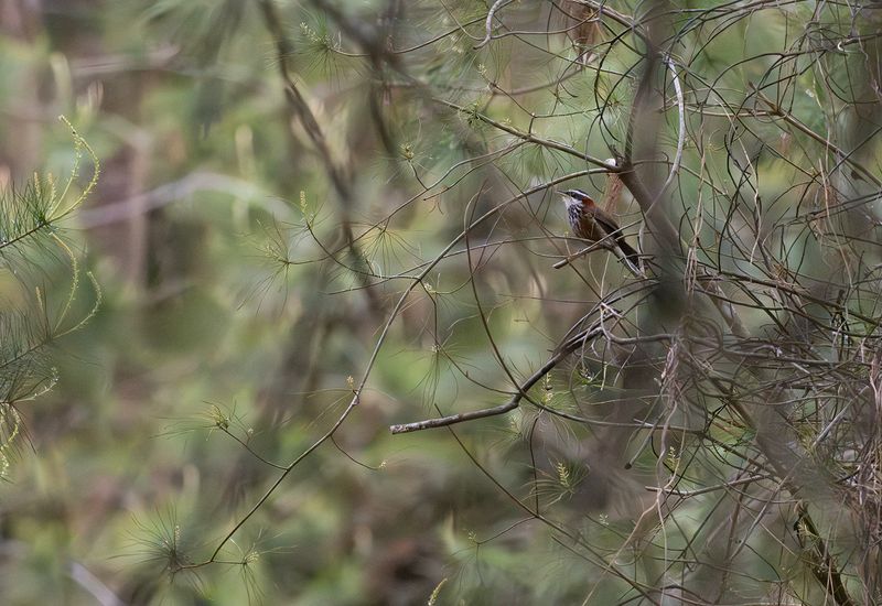 taiwan Scimitar-Babbler : Taiwansabeltimalia.jpg