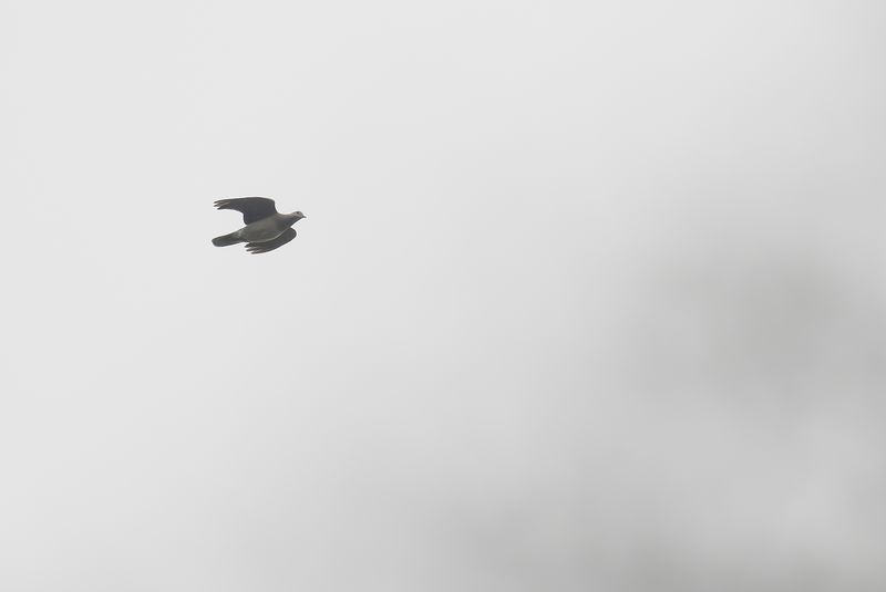 Ashy Wood-pigeon  : Sjalduva.jpg