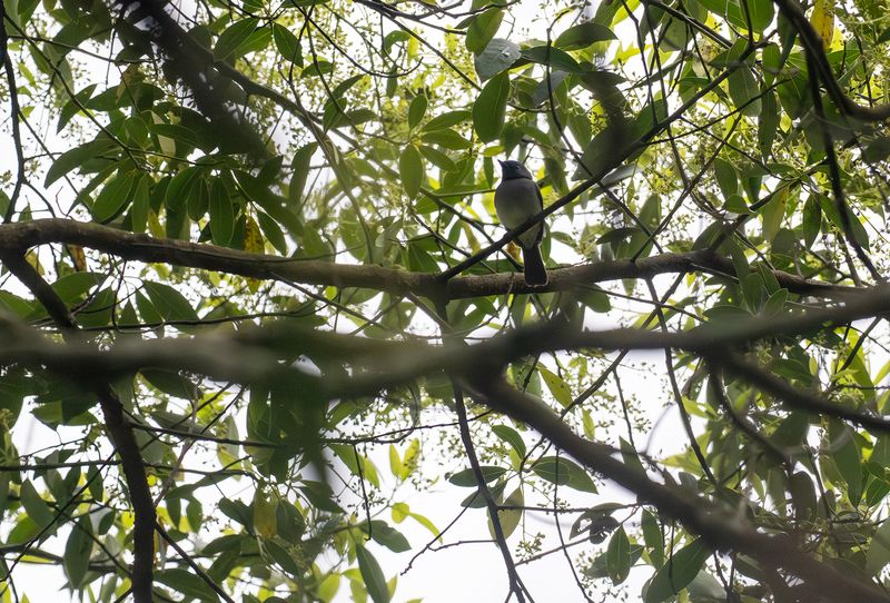Black-naped monarch :  Azurmonark .jpg